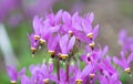 Eastern shooting star Dodecatheon meadia, a close-up of pink flowers